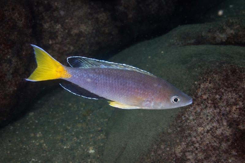 Cyprichromis sp. 'leptosoma jumbo' Cape Chaitika
